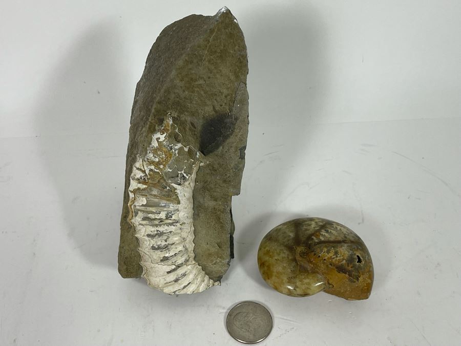 Pair Of Fossils [Photo 6]