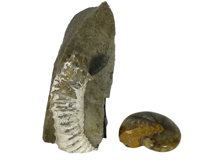 Pair Of Fossils [Photo 1]