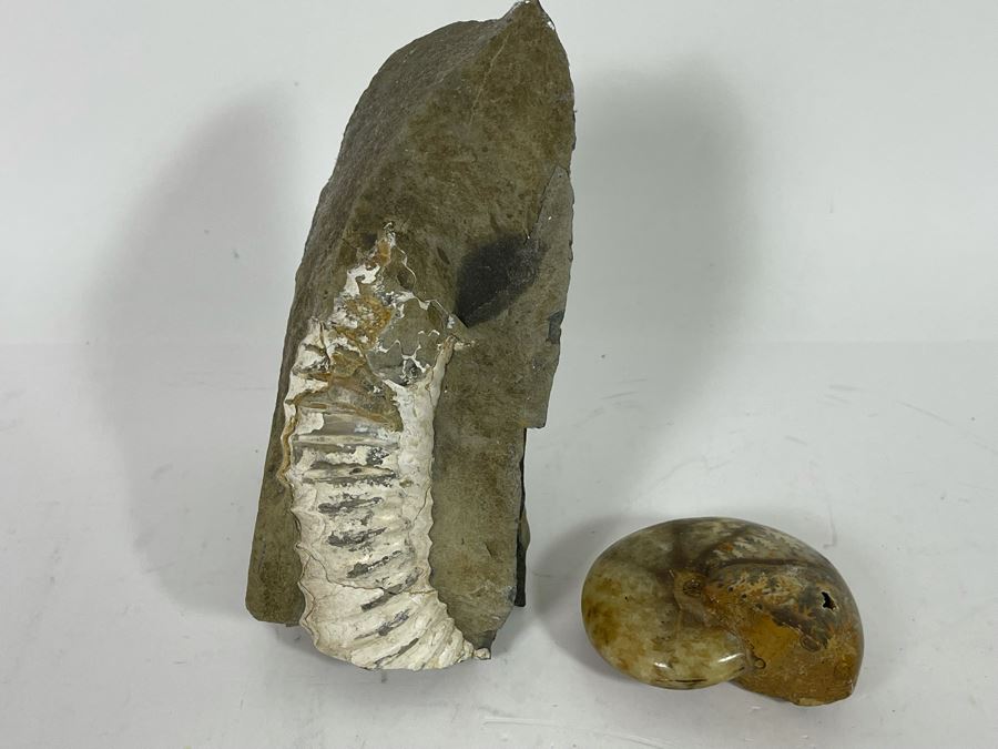 Pair Of Fossils [Photo 4]