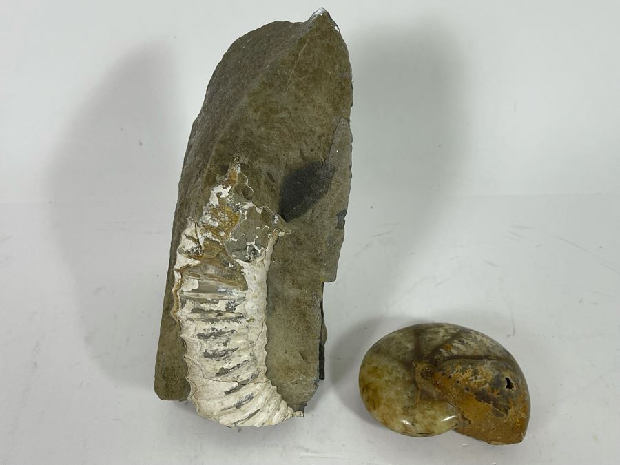 Pair Of Fossils [Photo 3]