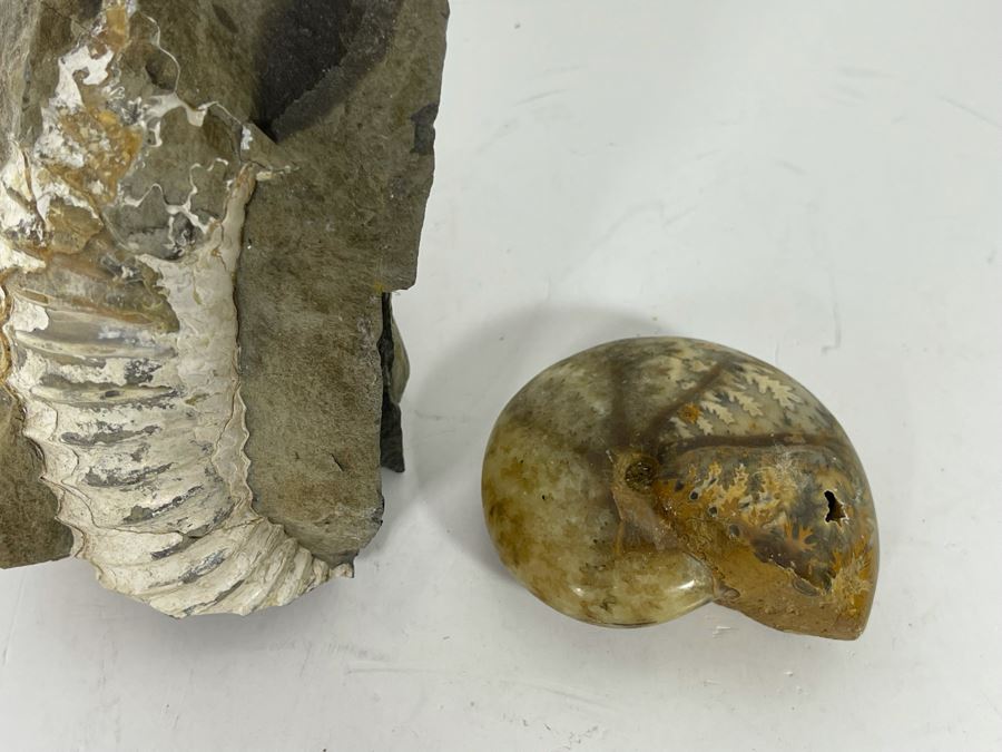 Pair Of Fossils [Photo 2]