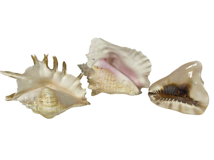 (3) Organic Seashells Including Conch Shell [Photo 1]
