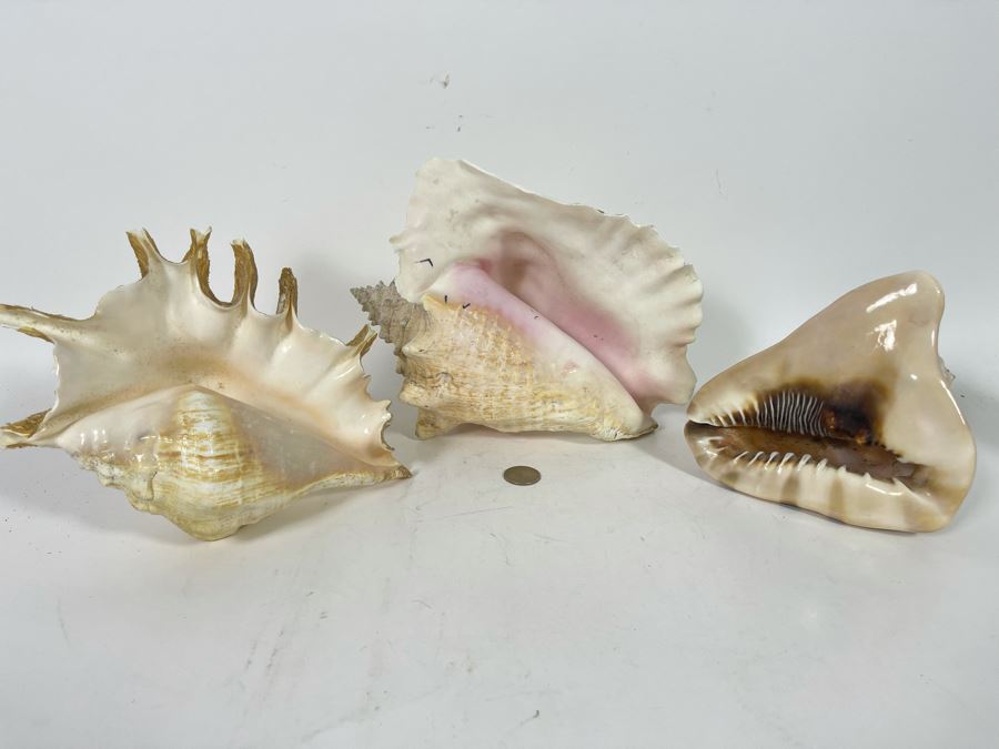 (3) Organic Seashells Including Conch Shell [Photo 2]