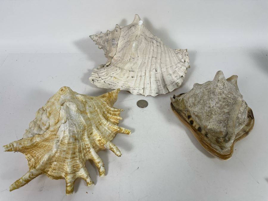 (3) Organic Seashells Including Conch Shell [Photo 8]