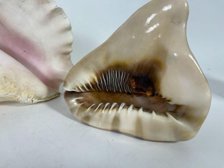(3) Organic Seashells Including Conch Shell [Photo 5]