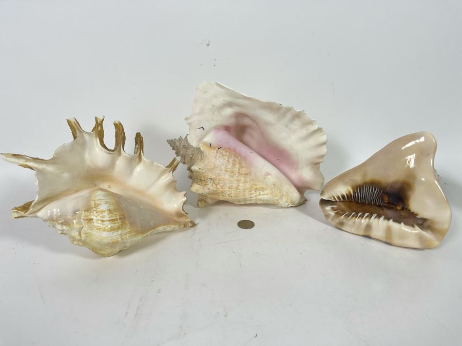 (3) Organic Seashells Including Conch Shell [Photo 3]