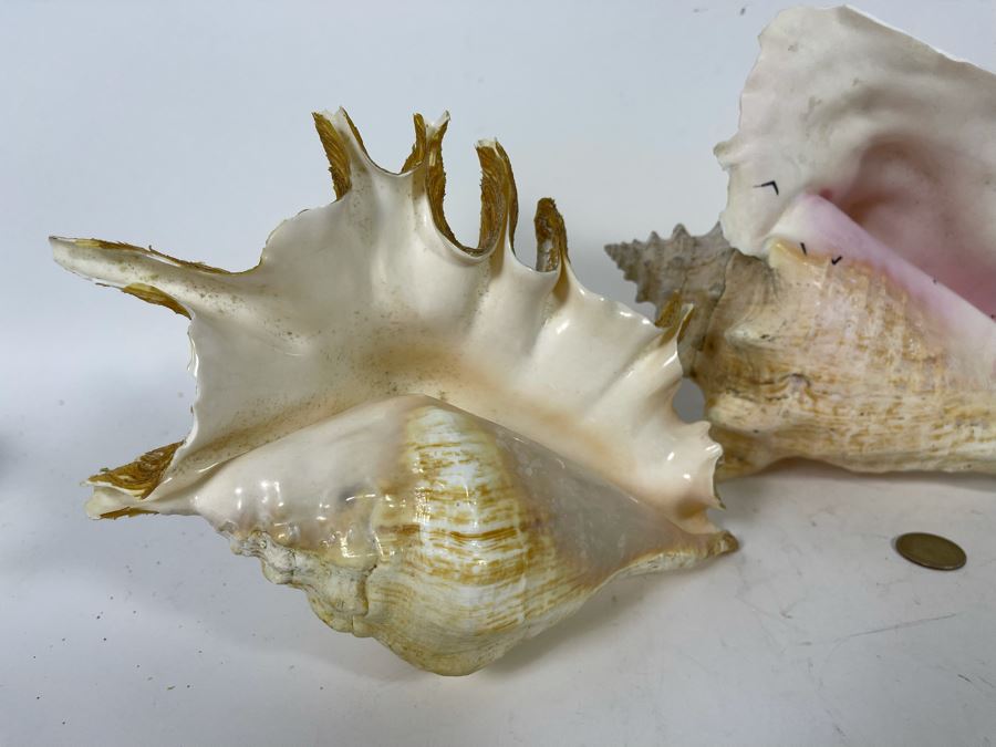 (3) Organic Seashells Including Conch Shell [Photo 7]