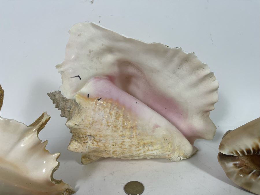 (3) Organic Seashells Including Conch Shell [Photo 6]