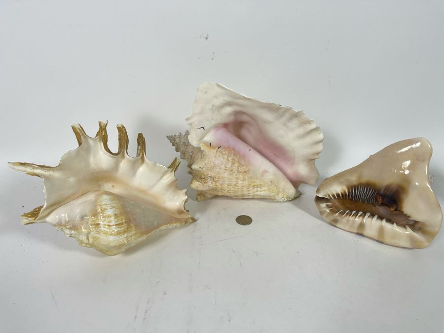 (3) Organic Seashells Including Conch Shell [Photo 4]