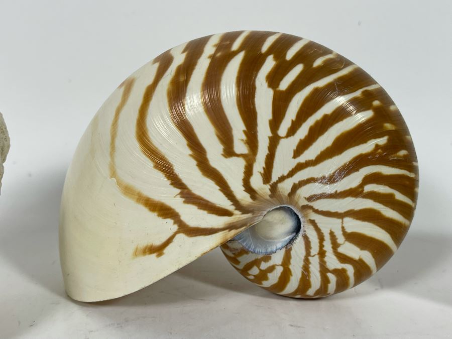 Red Coral, Pair Of White Coral Pieces And Nautilus Shell [Photo 9]