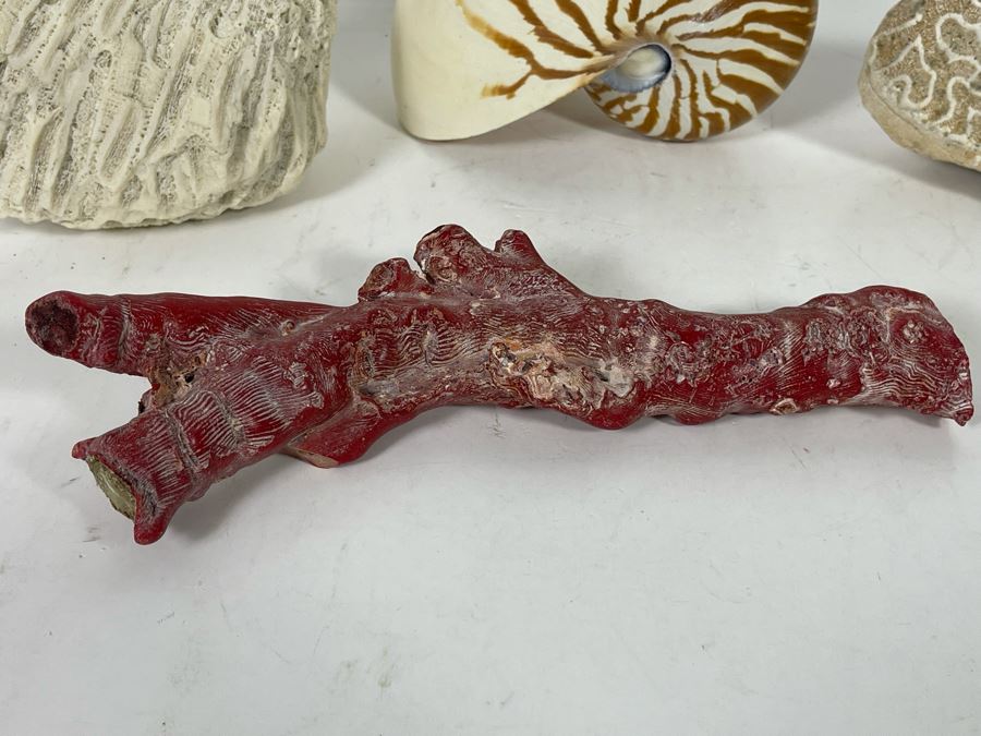 Red Coral, Pair Of White Coral Pieces And Nautilus Shell [Photo 8]