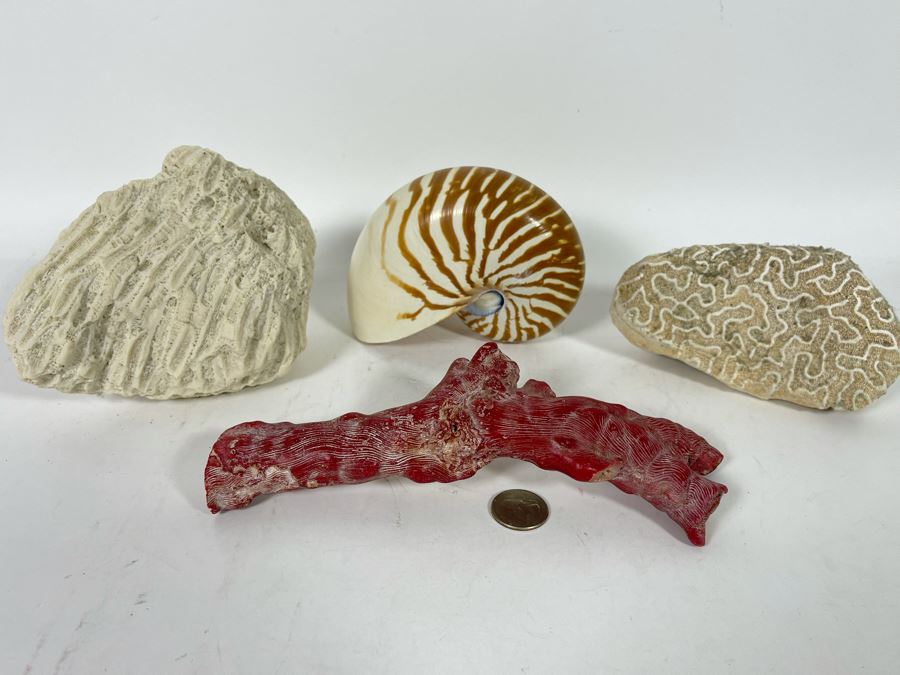 Red Coral, Pair Of White Coral Pieces And Nautilus Shell [Photo 4]