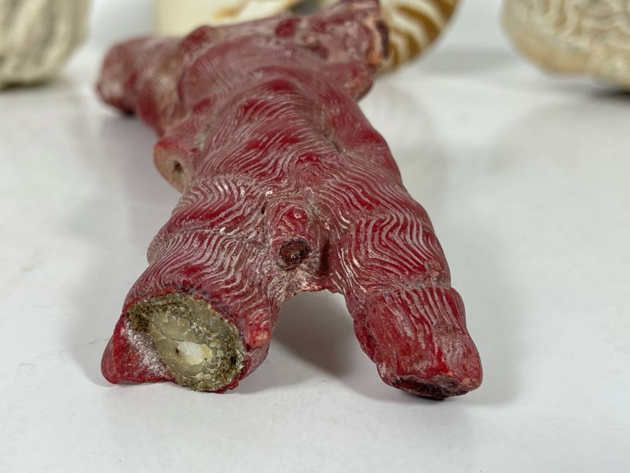 Red Coral, Pair Of White Coral Pieces And Nautilus Shell [Photo 7]
