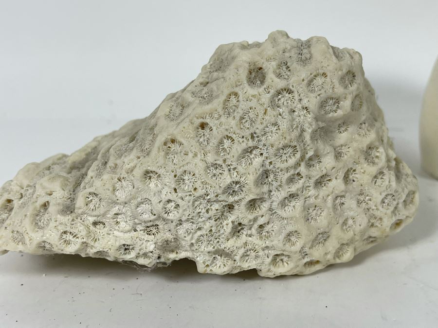 Red Coral, Pair Of White Coral Pieces And Nautilus Shell [Photo 12]