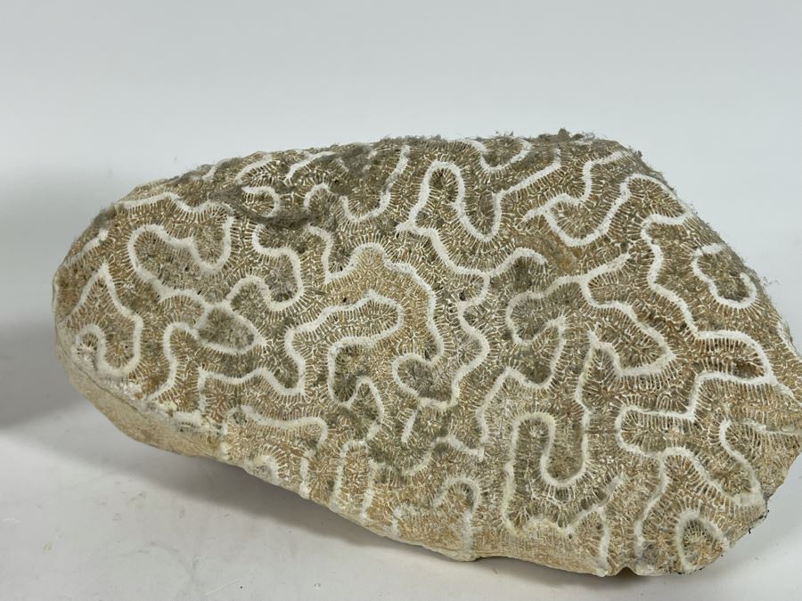 Red Coral, Pair Of White Coral Pieces And Nautilus Shell [Photo 10]