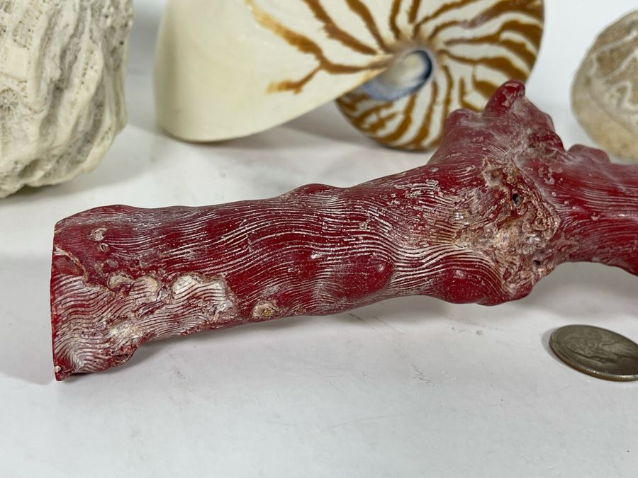 Red Coral, Pair Of White Coral Pieces And Nautilus Shell [Photo 6]