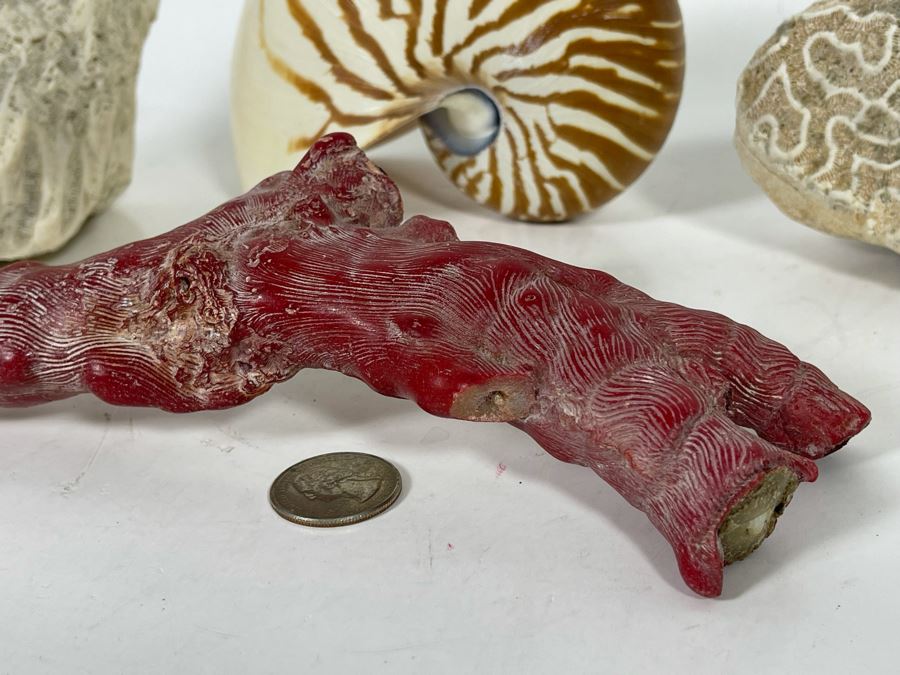 Red Coral, Pair Of White Coral Pieces And Nautilus Shell [Photo 5]