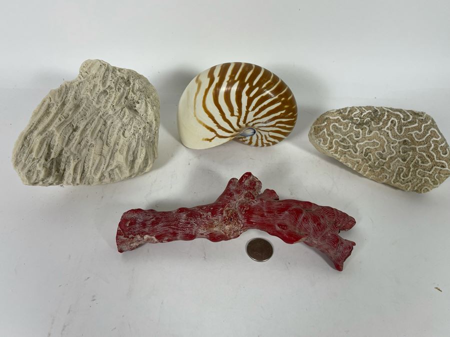 Red Coral, Pair Of White Coral Pieces And Nautilus Shell [Photo 3]