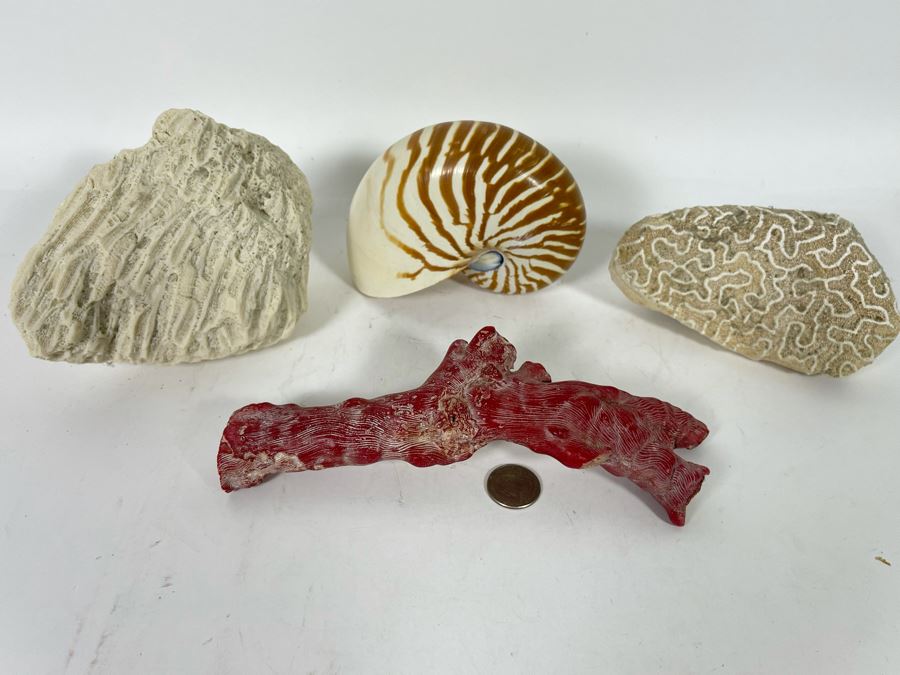 Red Coral, Pair Of White Coral Pieces And Nautilus Shell [Photo 2]