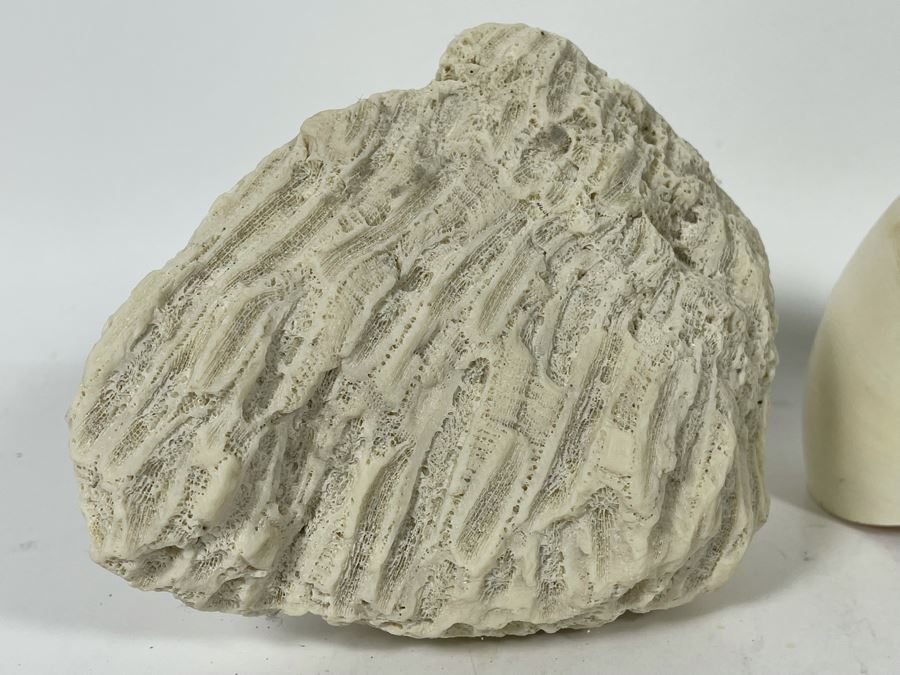 Red Coral, Pair Of White Coral Pieces And Nautilus Shell [Photo 11]