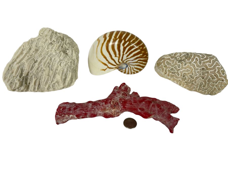 Red Coral, Pair Of White Coral Pieces And Nautilus Shell
