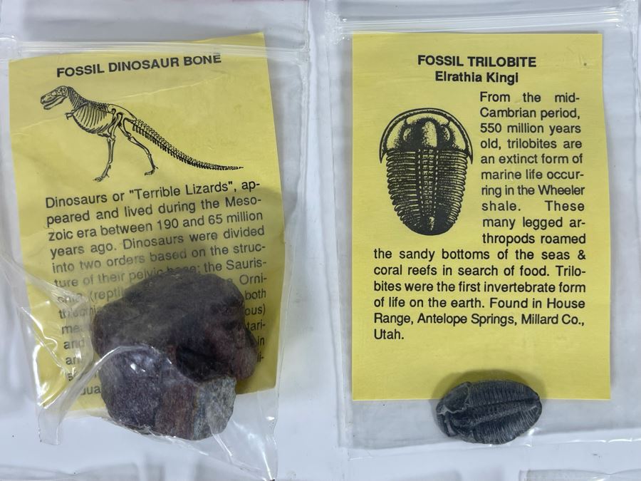 Collection Of Various Fossil Samples Including A Dinosaur Bone [Photo 7]