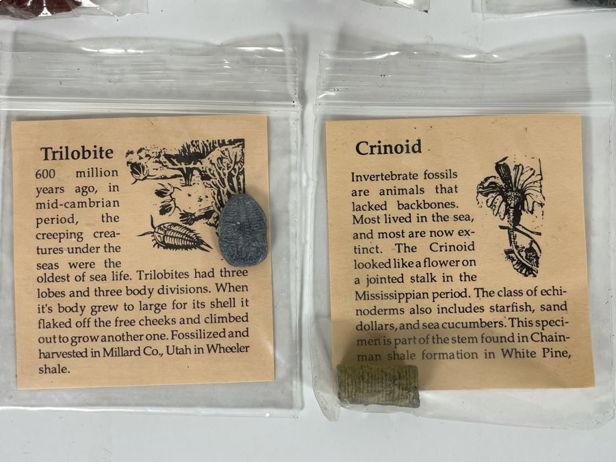 Collection Of Various Fossil Samples Including A Dinosaur Bone [Photo 9]