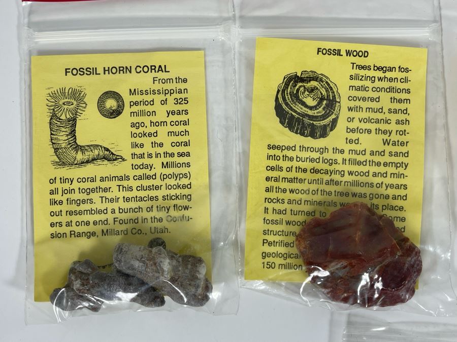 Collection Of Various Fossil Samples Including A Dinosaur Bone [Photo 8]