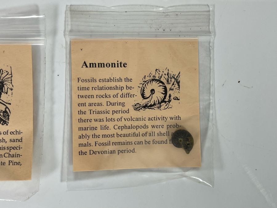 Collection Of Various Fossil Samples Including A Dinosaur Bone [Photo 10]