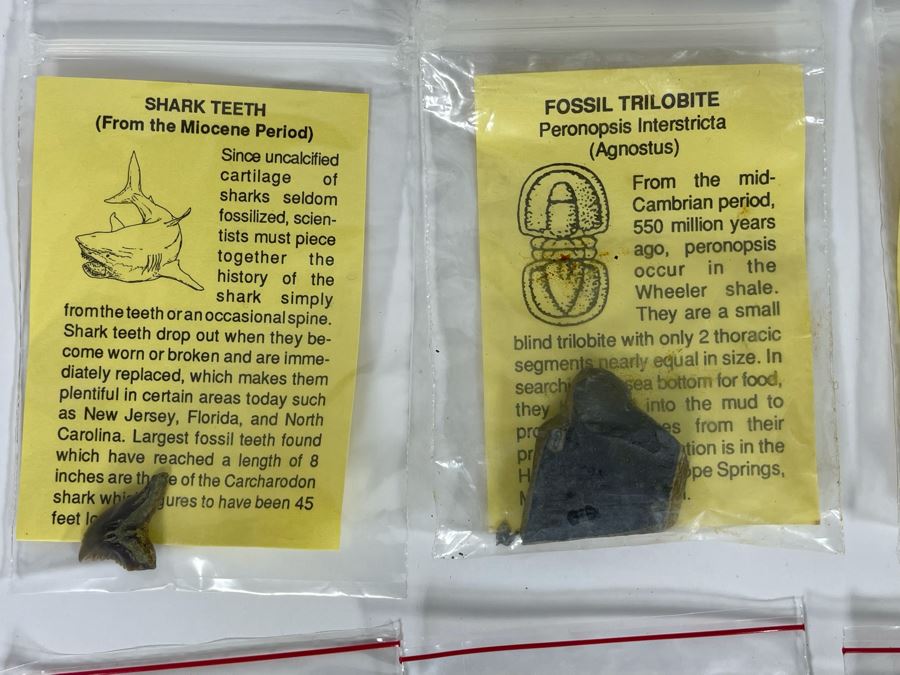 Collection Of Various Fossil Samples Including A Dinosaur Bone [Photo 3]