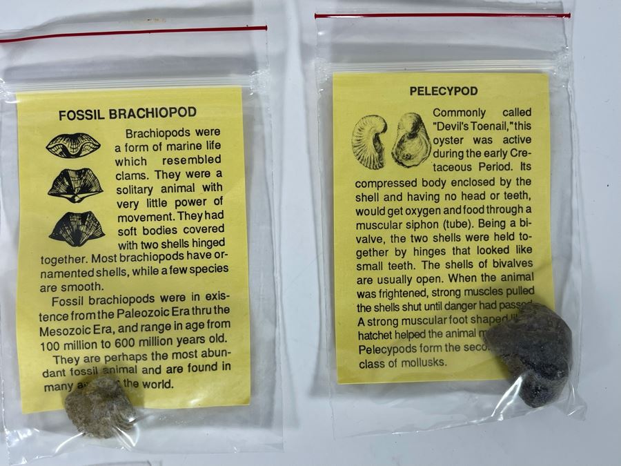 Collection Of Various Fossil Samples Including A Dinosaur Bone [Photo 6]