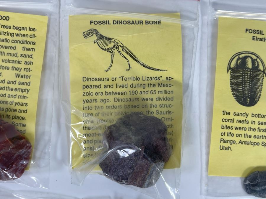 Collection Of Various Fossil Samples Including A Dinosaur Bone [Photo 2]