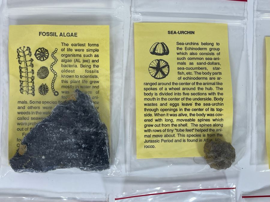 Collection Of Various Fossil Samples Including A Dinosaur Bone [Photo 4]