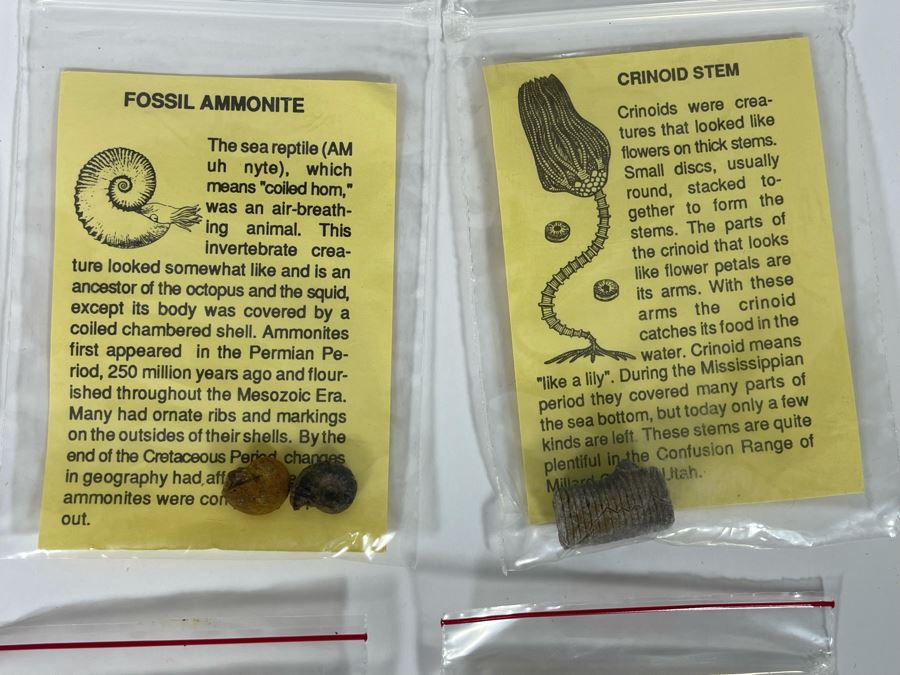 Collection Of Various Fossil Samples Including A Dinosaur Bone [Photo 5]