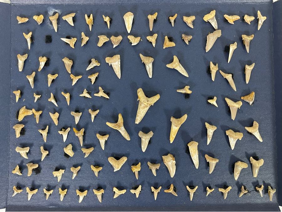 Cretaceous-Era Mesozoic Fossil Shark’s Teeth From Khurais Reef In Saudi Desert About 2 Hours From Riyadh 13 X 10 [Photo 1]