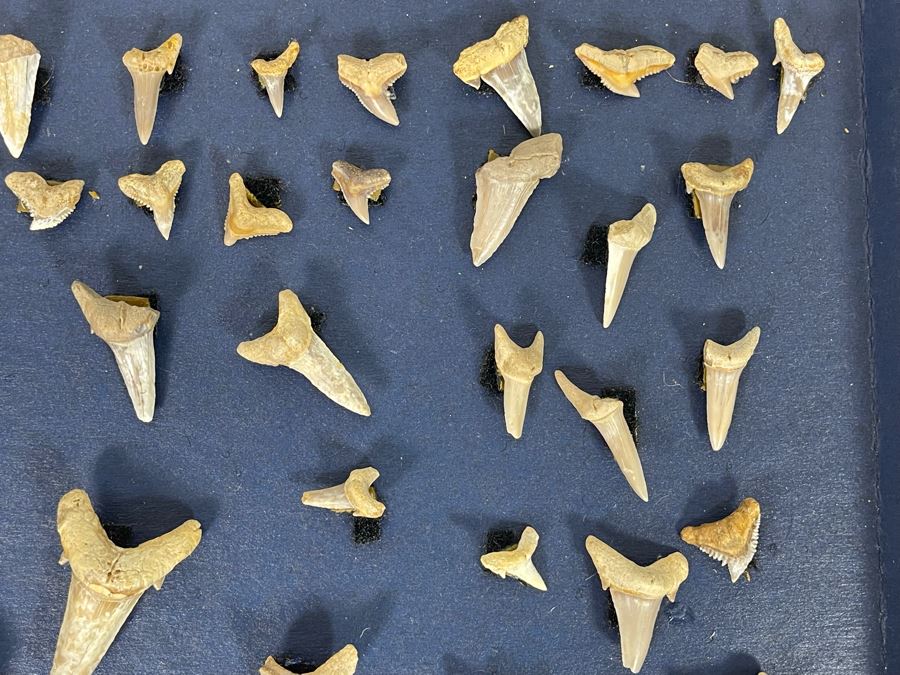 Cretaceous-Era Mesozoic Fossil Shark’s Teeth From Khurais Reef In Saudi Desert About 2 Hours From Riyadh 13 X 10 [Photo 4]