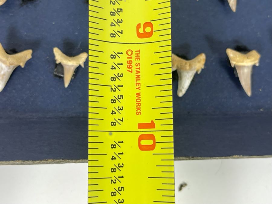 Cretaceous-Era Mesozoic Fossil Shark’s Teeth From Khurais Reef In Saudi Desert About 2 Hours From Riyadh 13 X 10 [Photo 12]