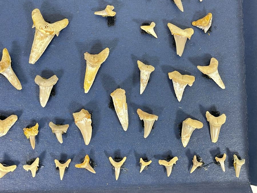 Cretaceous-Era Mesozoic Fossil Shark’s Teeth From Khurais Reef In Saudi ...