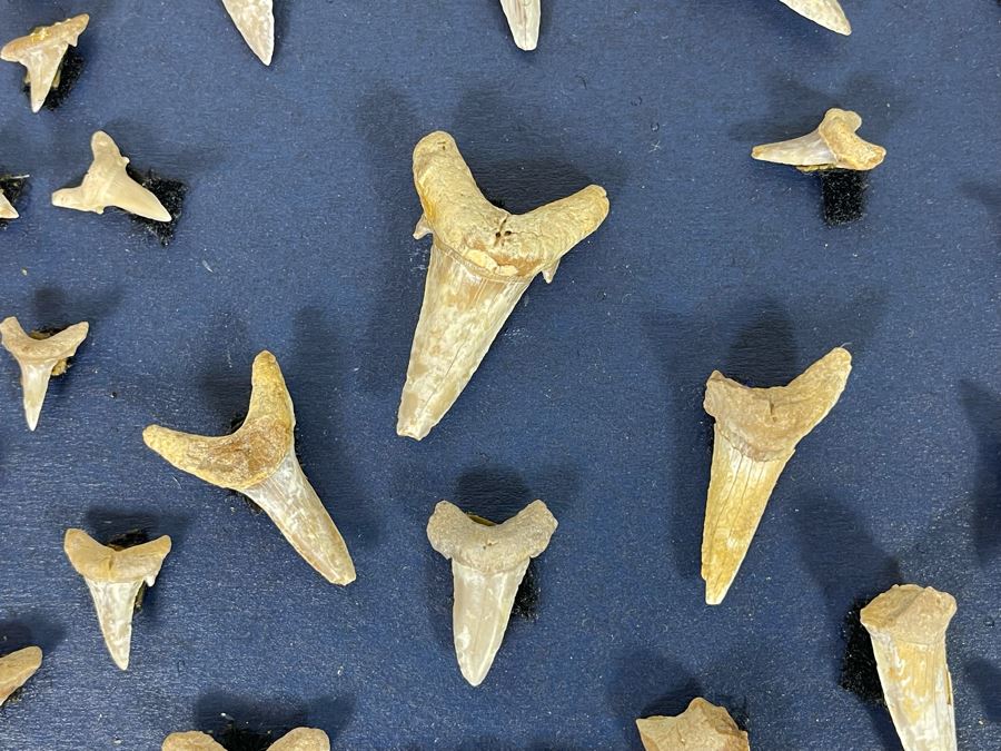 Cretaceous-Era Mesozoic Fossil Shark’s Teeth From Khurais Reef In Saudi Desert About 2 Hours From Riyadh 13 X 10 [Photo 3]