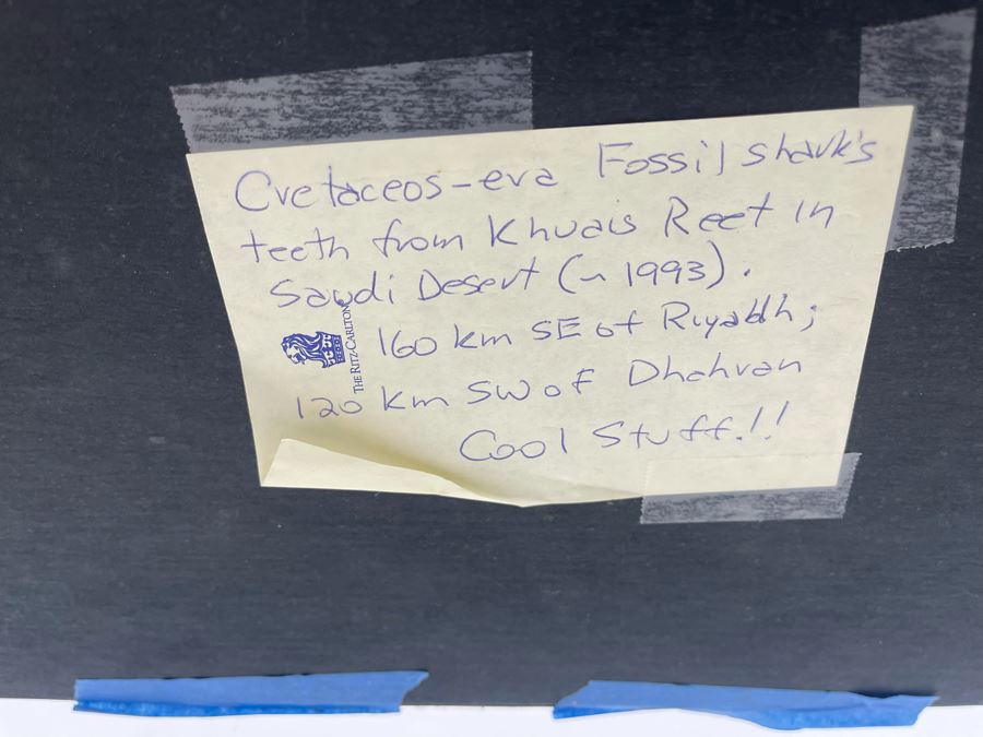 Cretaceous-Era Mesozoic Fossil Shark’s Teeth From Khurais Reef In Saudi Desert About 2 Hours From Riyadh 13 X 10 [Photo 14]
