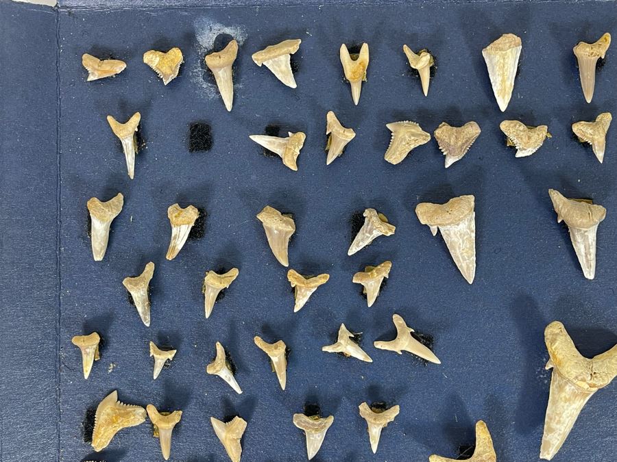 Cretaceous-Era Mesozoic Fossil Shark’s Teeth From Khurais Reef In Saudi Desert About 2 Hours From Riyadh 13 X 10 [Photo 7]