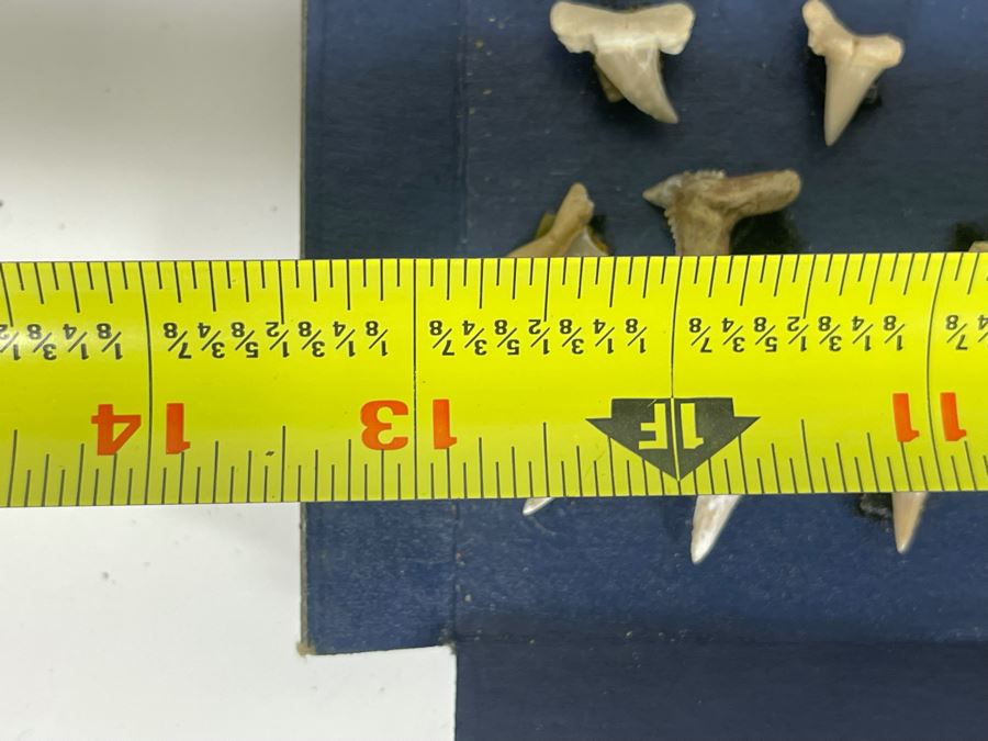 Cretaceous-Era Mesozoic Fossil Shark’s Teeth From Khurais Reef In Saudi Desert About 2 Hours From Riyadh 13 X 10 [Photo 11]