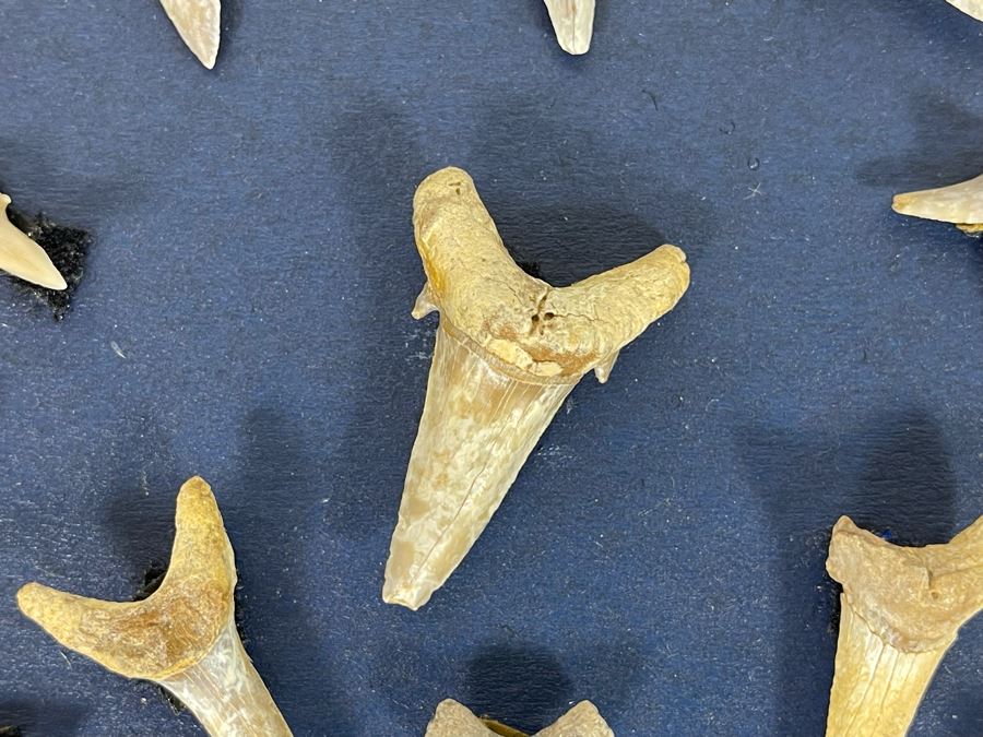Cretaceous-Era Mesozoic Fossil Shark’s Teeth From Khurais Reef In Saudi Desert About 2 Hours From Riyadh 13 X 10 [Photo 9]