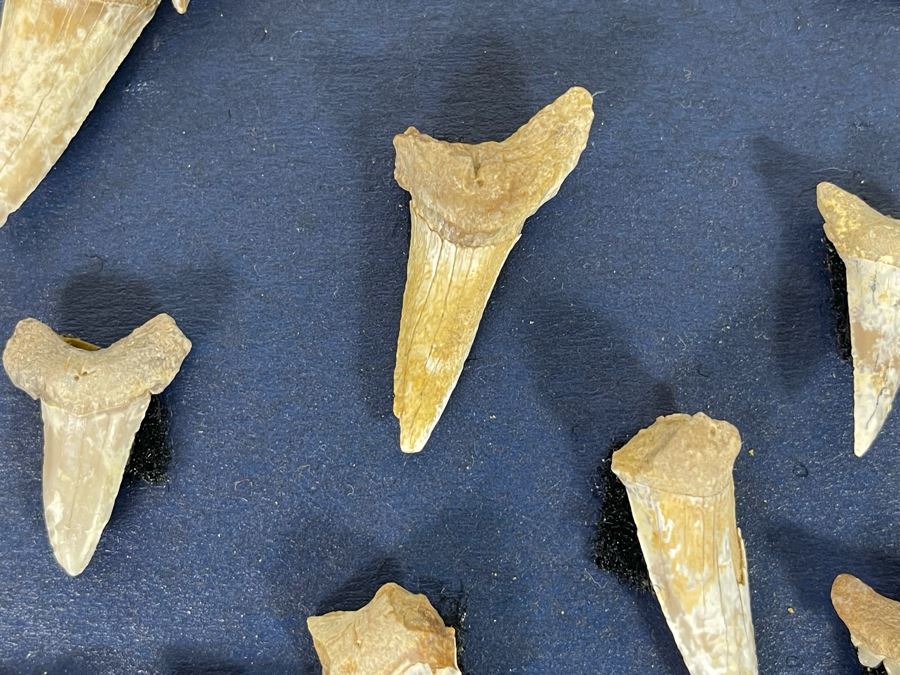 Cretaceous-Era Mesozoic Fossil Shark’s Teeth From Khurais Reef In Saudi Desert About 2 Hours From Riyadh 13 X 10 [Photo 10]