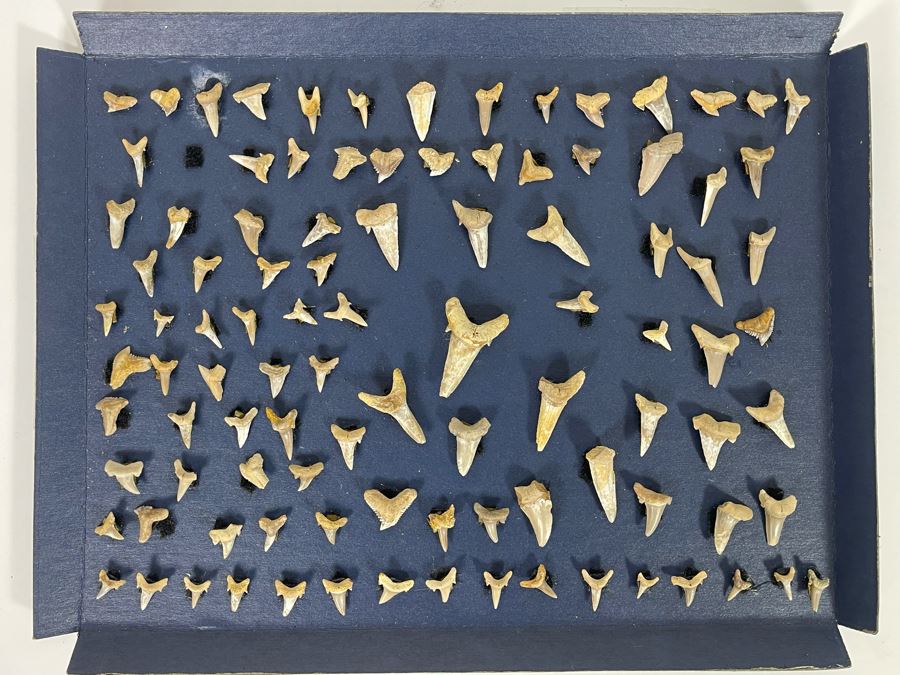 Cretaceous-Era Mesozoic Fossil Shark’s Teeth From Khurais Reef In Saudi ...