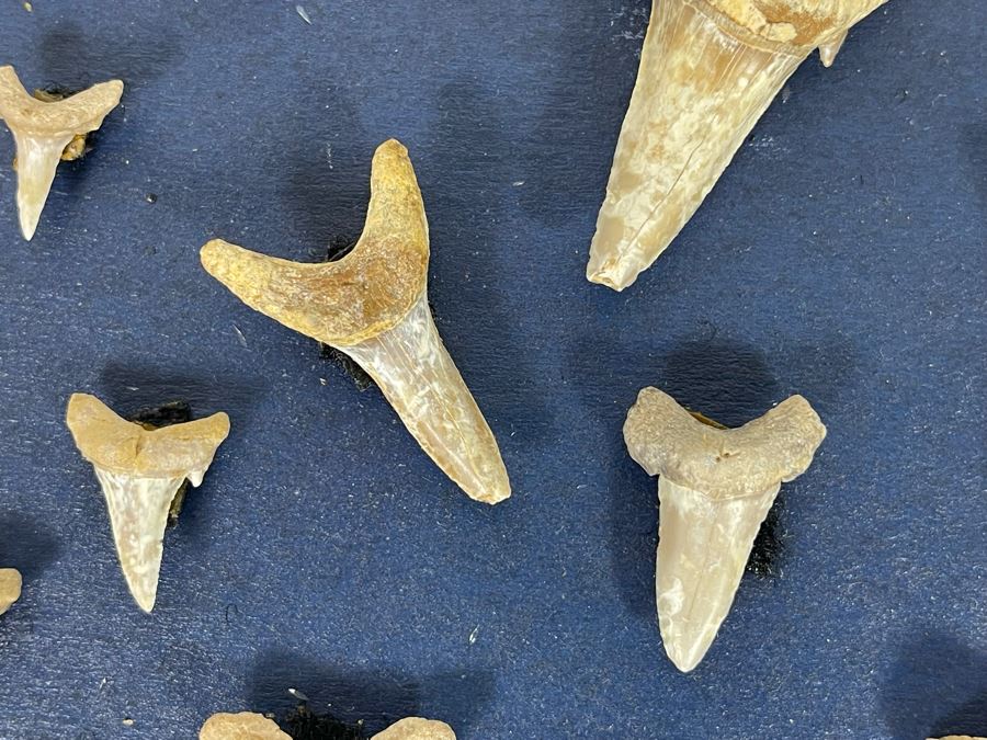Cretaceous-Era Mesozoic Fossil Shark’s Teeth From Khurais Reef In Saudi Desert About 2 Hours From Riyadh 13 X 10 [Photo 8]