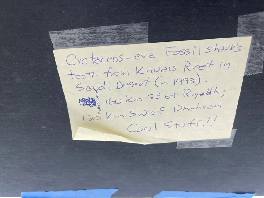 Cretaceous-Era Mesozoic Fossil Shark’s Teeth From Khurais Reef In Saudi Desert About 2 Hours From Riyadh 13 X 10 [Photo 13]