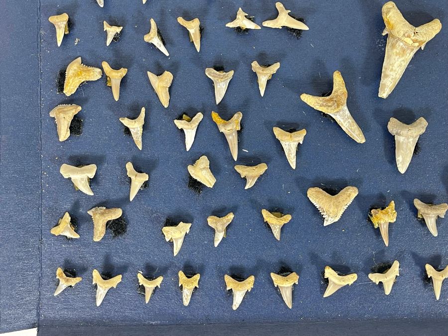 Cretaceous-Era Mesozoic Fossil Shark’s Teeth From Khurais Reef In Saudi Desert About 2 Hours From Riyadh 13 X 10 [Photo 6]