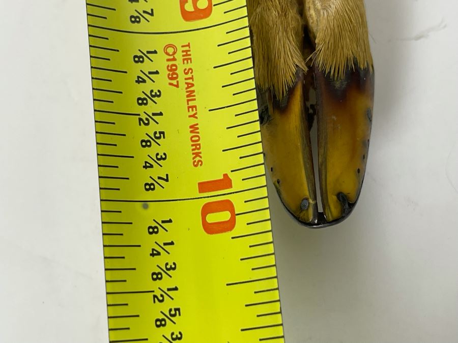 Antique 1892 English Sterling Silver Presentation Knife With Deer Hoof Handle 10L [Photo 12]