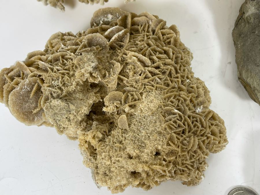 Corals, Shell Fossil And Selenite Desert Rose [Photo 4]